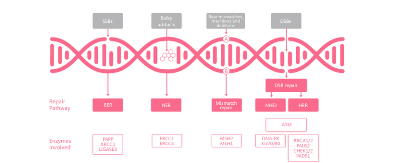 欧博ABG游戏(中国集团)唯一官方网站